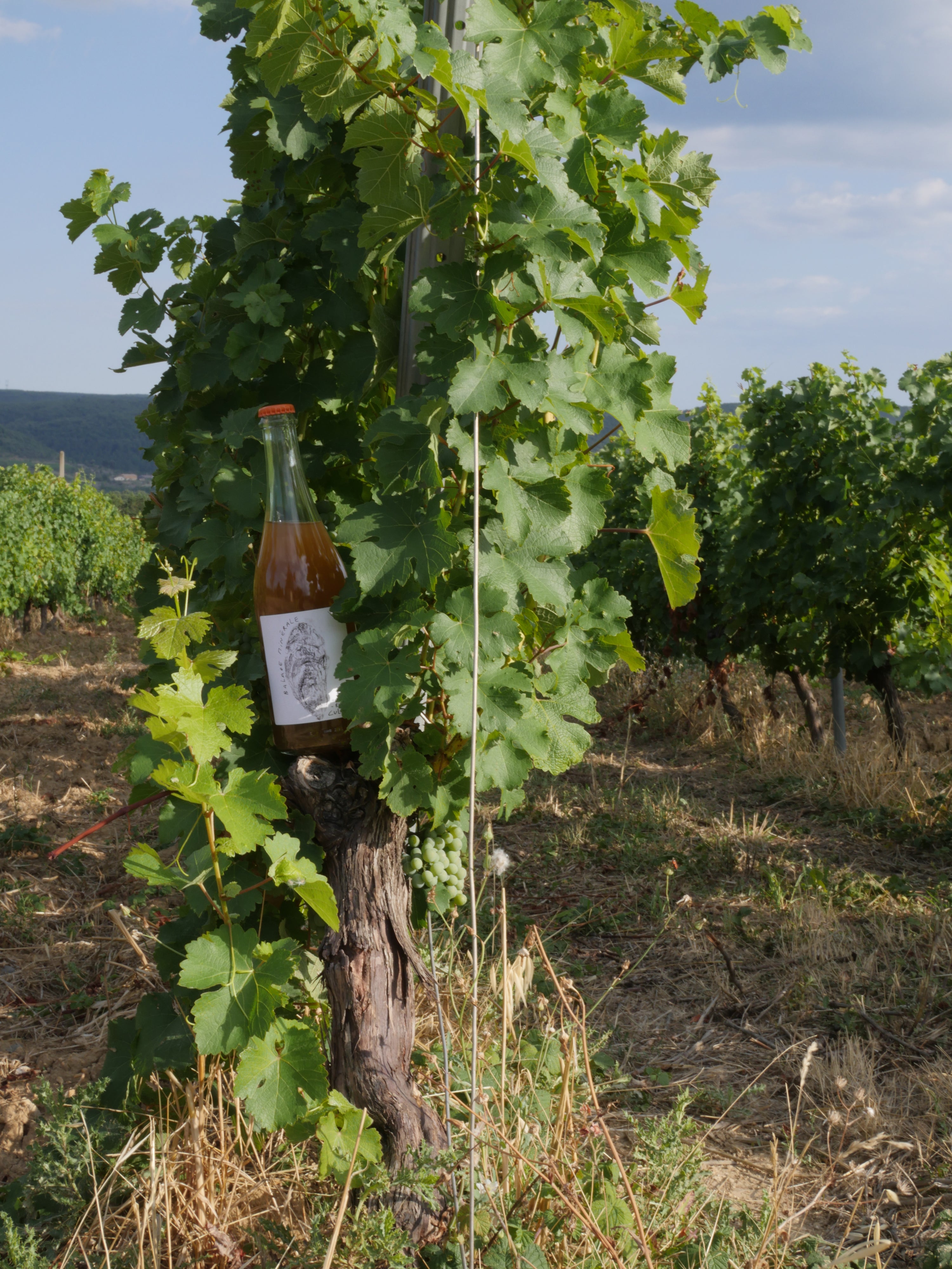 cul sec alcoholvrije wijn chardonnay druif